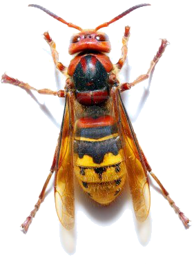 My Big Book Of Insects & Reptiles [book] (400x400), Png Download