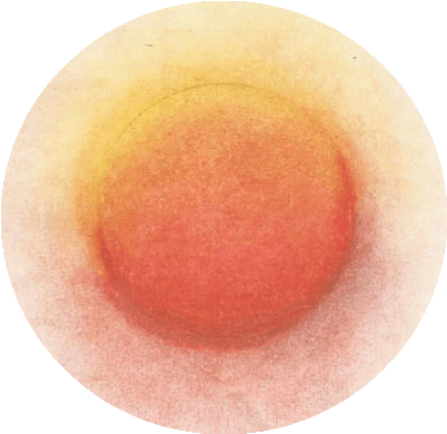 03 Círculo Rojo - Fruit (456x412), Png Download