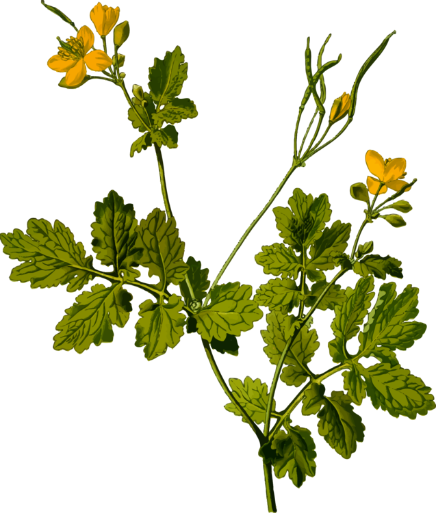 Herbal Tea Medicinal Plants Flower Parsley - Greater Celandine Png (637x750), Png Download