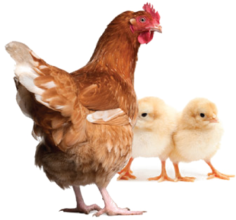 Hen Png Clipart - Chicken Manual By Laurence Beeken (400x400), Png Download