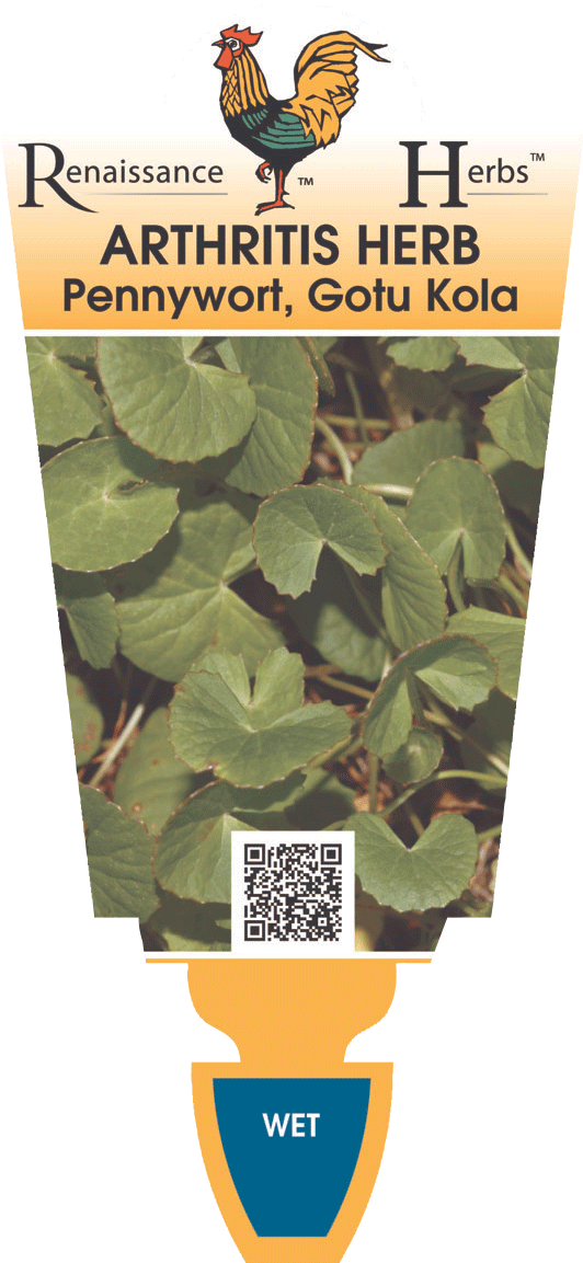 Arthritis Herb - Arthur Hanlon Piano Sin Fronteras (580x1200), Png Download