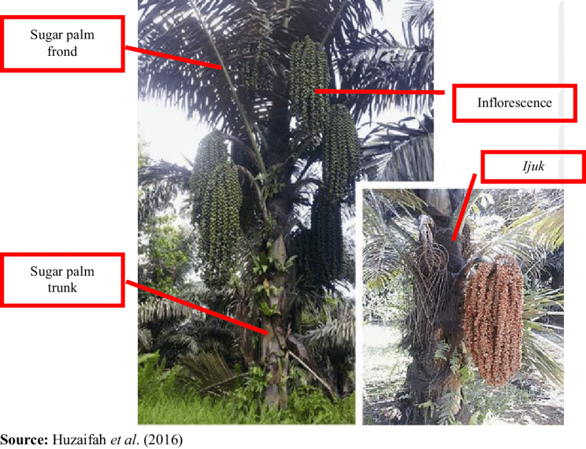 Asian Palmyra Palm (850x651), Png Download