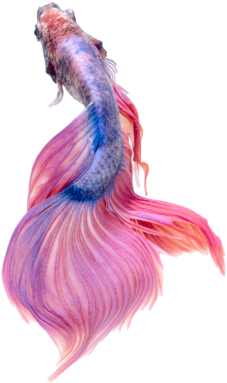 Japanese Fish - Todo O Mundo É Um Genio Einstein (866x650), Png Download