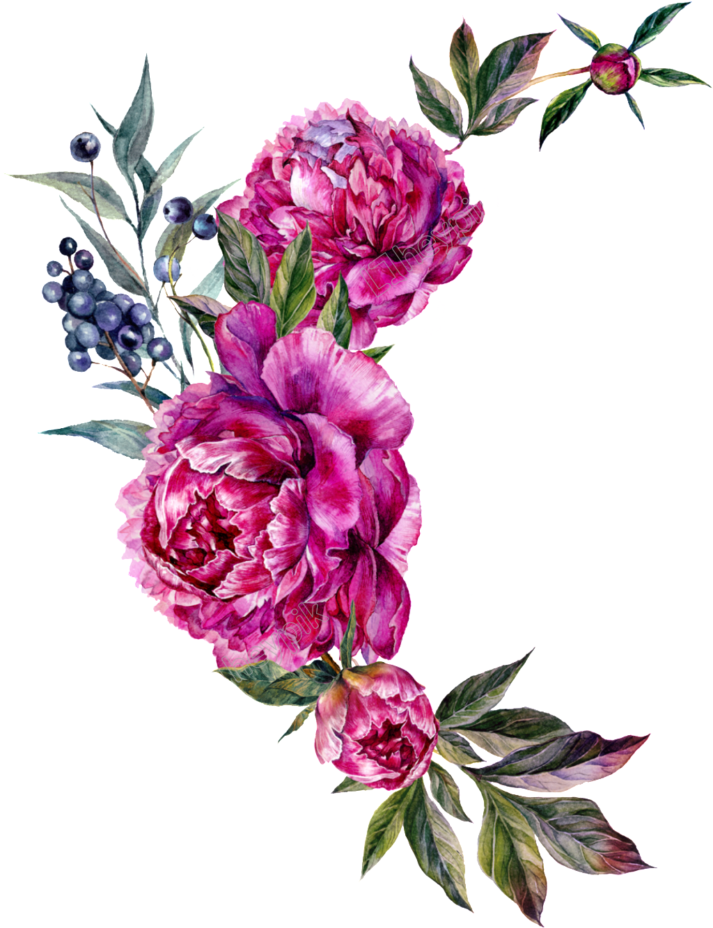 Peony Vector Free - Bouquet (1024x1333), Png Download