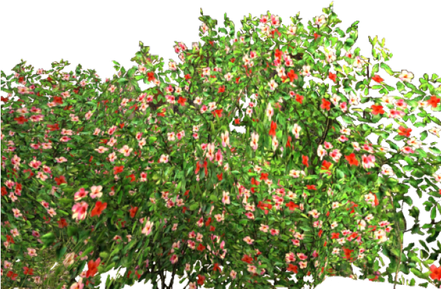 Drawn Rose Bush Transparent Flower - Flower Garden Png (640x480), Png Download