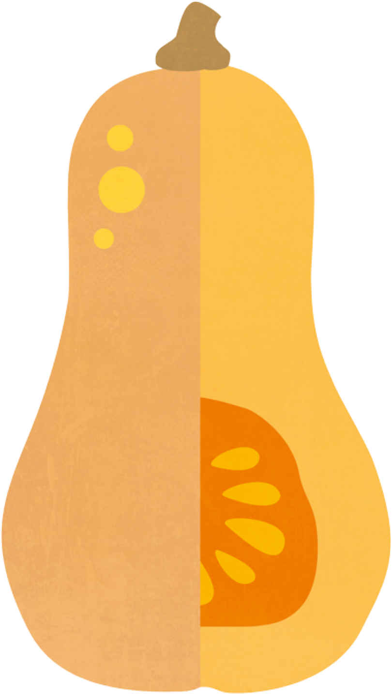 Squash Png - Butternut Illustration Png (1000x1657), Png Download