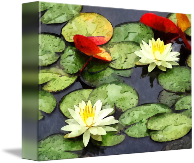 Sacred Lotus (650x547), Png Download