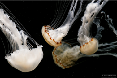 Medusa Malaysian Sea Nettle Medusa In Vendita - Jellyfish (640x480), Png Download