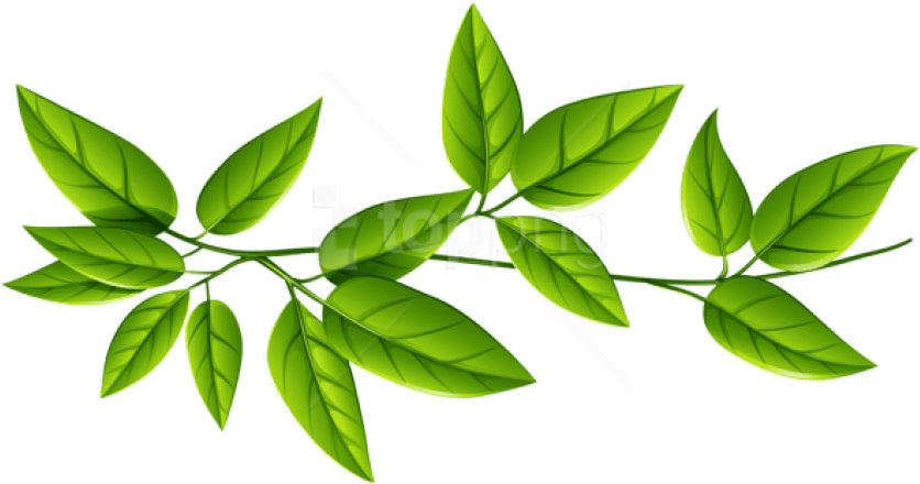 Free Png Download Green Leaves Clipart Png Photo Png - Flowers Green Leaves Png (850x455), Png Download
