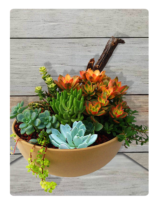 Succulent Garden - Succulent Png (600x725), Png Download