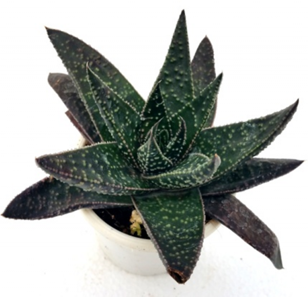 Gasteria Zambezi Succulent Plant - Gasteria Zambezi (600x770), Png Download