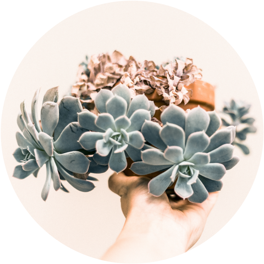 Succulentswedding - Succulent Plant (1000x999), Png Download