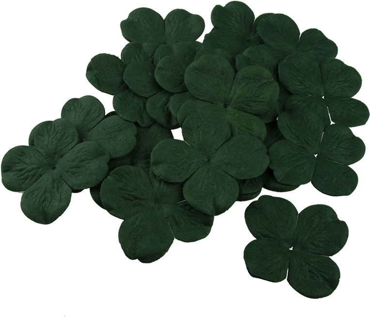 50 Fern Green Hydrangea Blooms - Wood Sorrel Family (800x800), Png Download