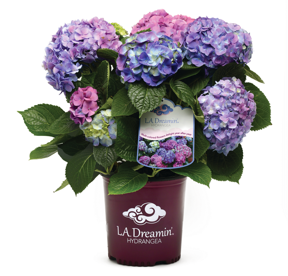 With A Spectacular Show Of Pink, Blue, And Everything - La Dreamin Hydrangea (1000x969), Png Download