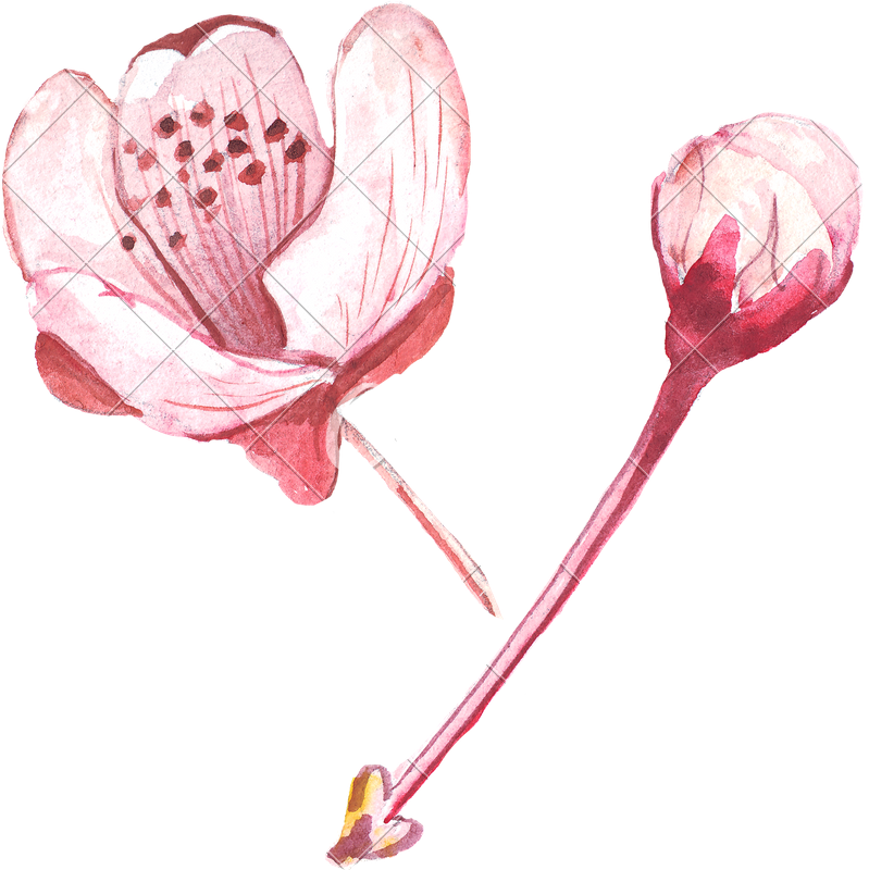 Pink Flower Drawing - Lily (799x800), Png Download