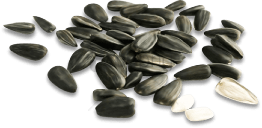 Free Png Download Sunflower Seed Png Png Images Background - Sunflower Seed (850x417), Png Download