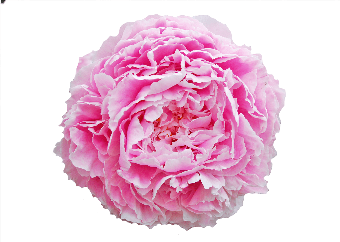 Peony (1500x1000), Png Download