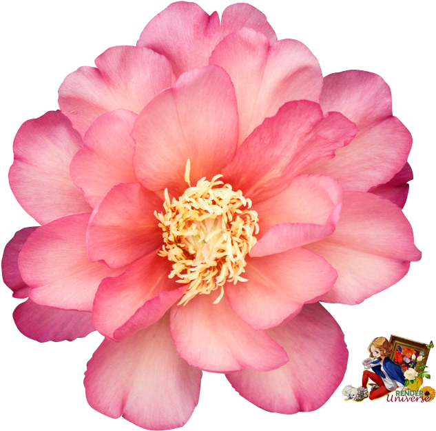 Peony - Peony Julia Rose (652x655), Png Download