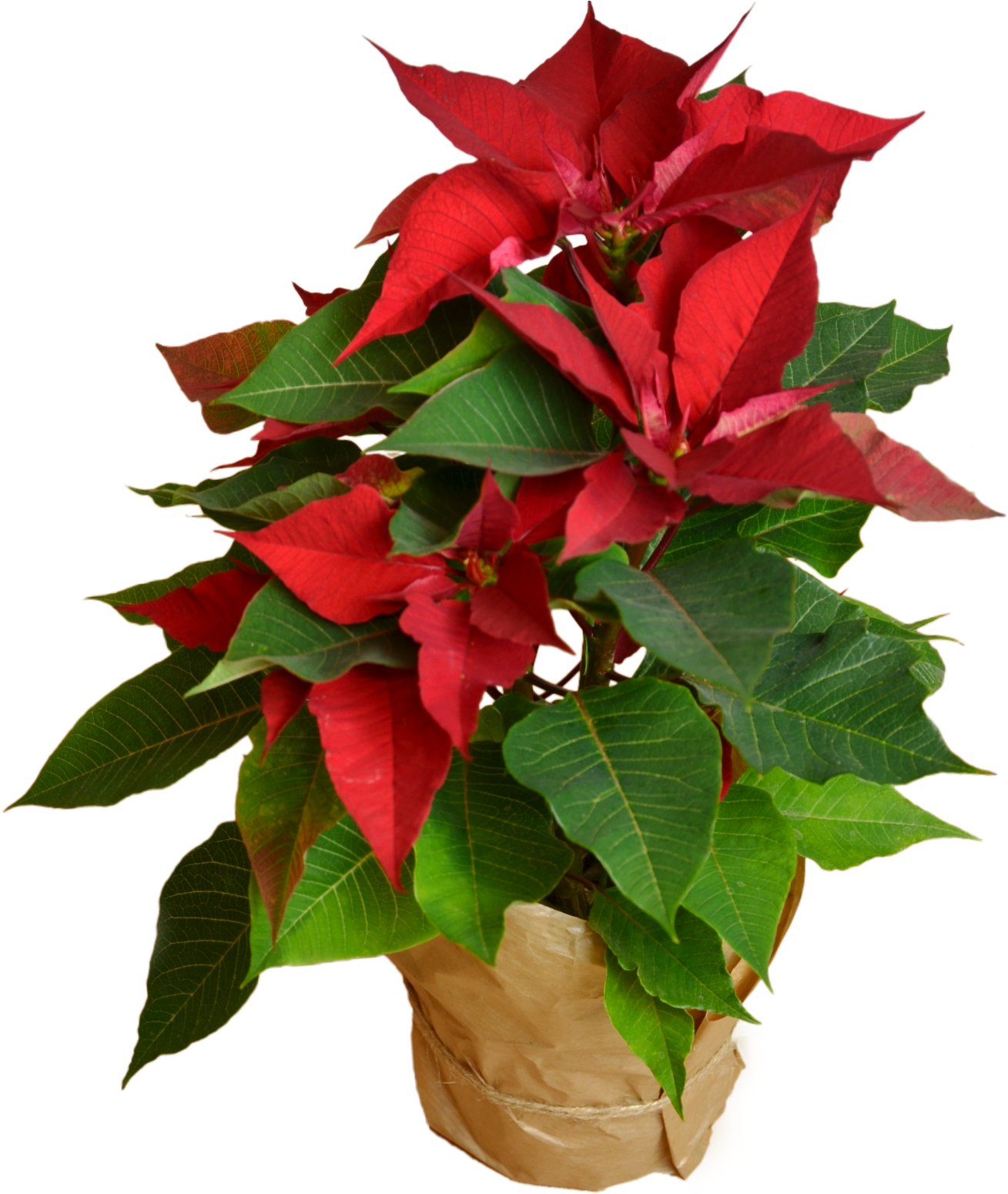 Poinsettia Flower Shop Studio Flores - Poinsettia (1500x1827), Png Download