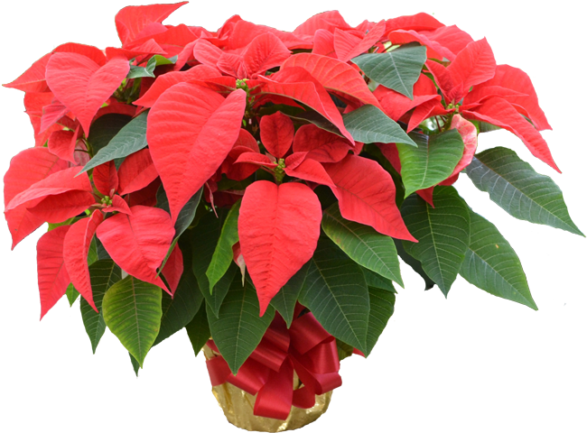 Poinsettia (700x511), Png Download