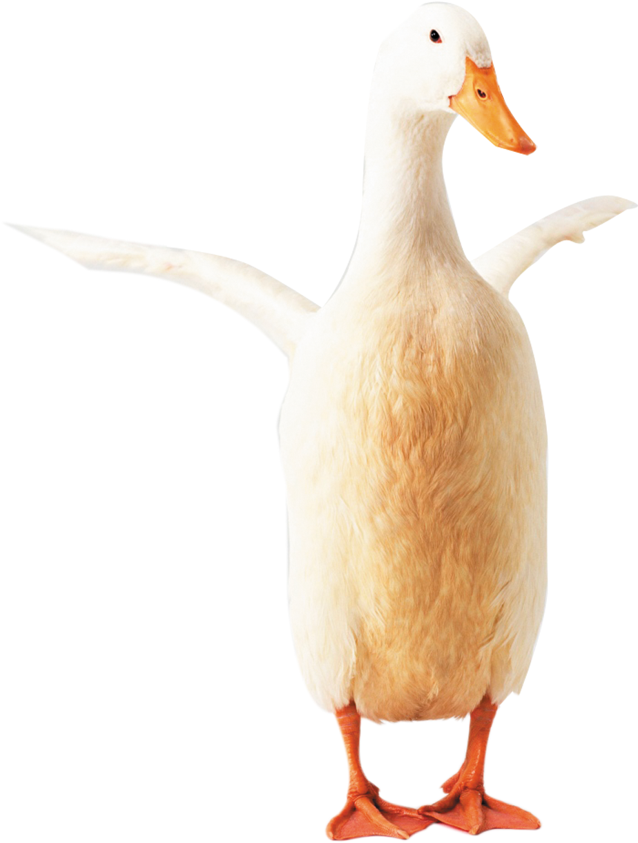 Goose Clipart Transparent - Duck (1385x1576), Png Download