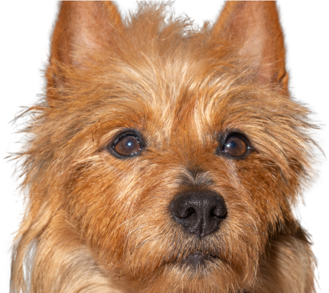 800 X 600 1 - Australian Terrier (800x600), Png Download