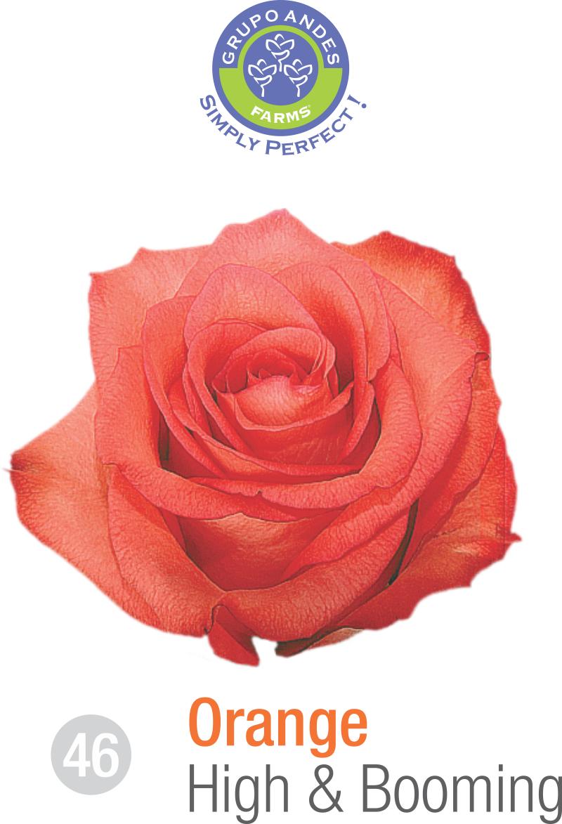 Rosa Variedad High Booming Grupo Andes Farms - Variedad De Rosa Salma (800x1173), Png Download