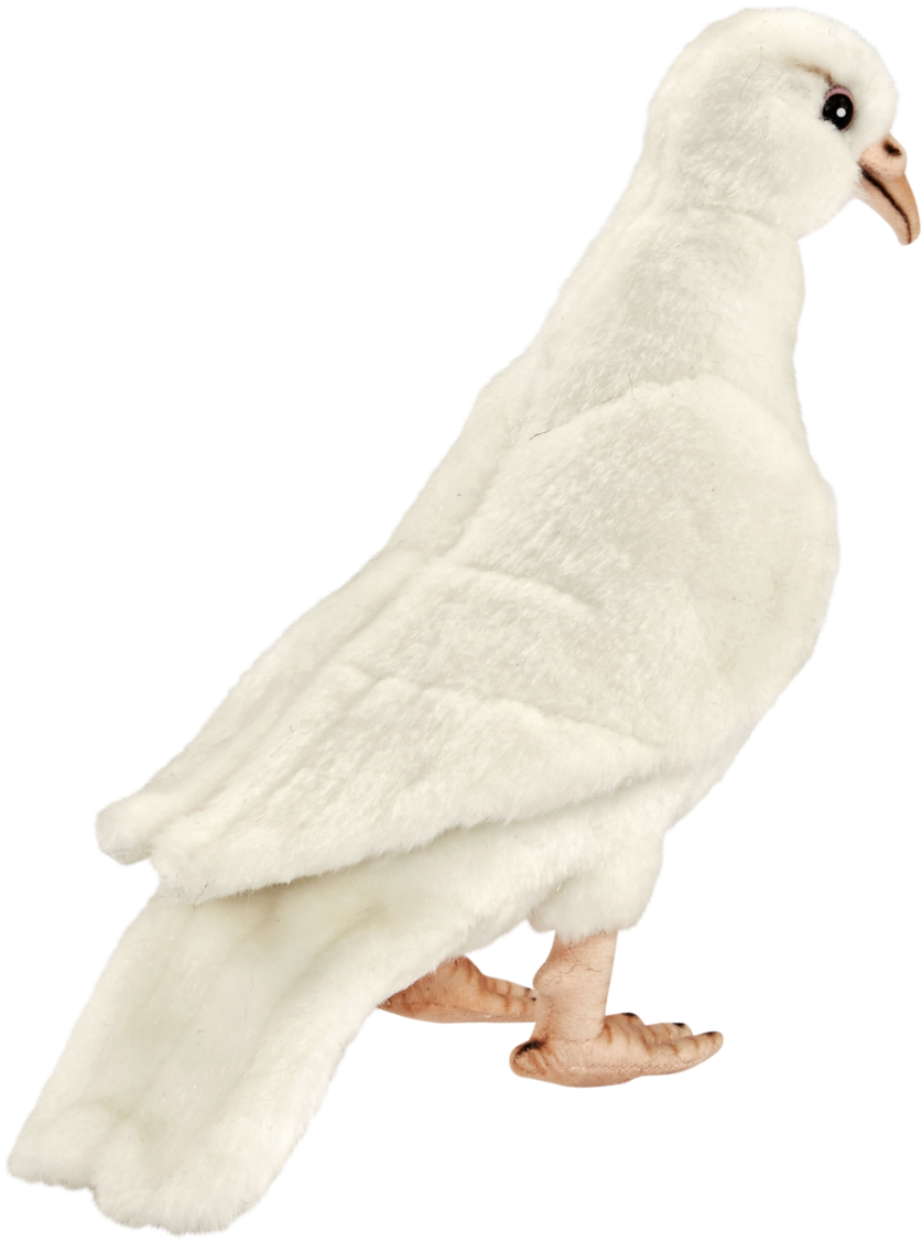 White Dove Png - Rock Dove (2048x1884), Png Download