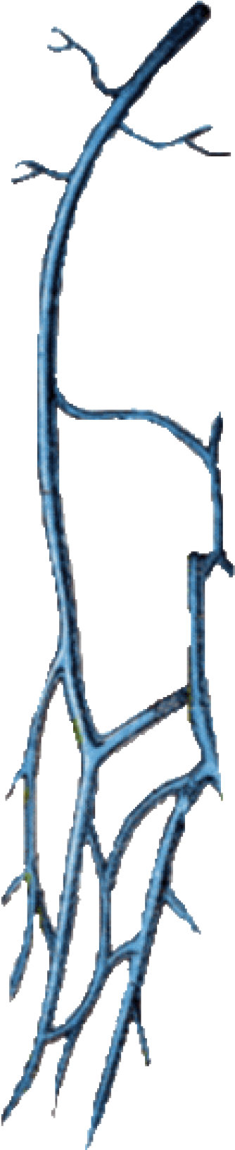 Arm Veins (400x1668), Png Download