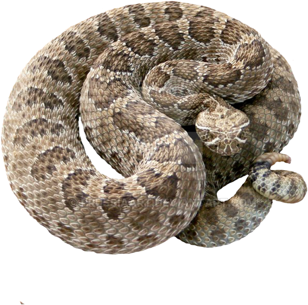 Rattlesnake Png - Serpiente Cascabel Png (900x720), Png Download
