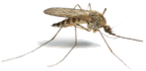 Sudden Death Mosquito (640x480), Png Download
