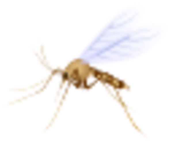 Small - Net-winged Insects (600x600), Png Download