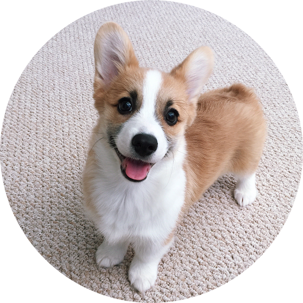 1000 X 1000 10 - Pembroke Welsh Corgi (1000x1000), Png Download