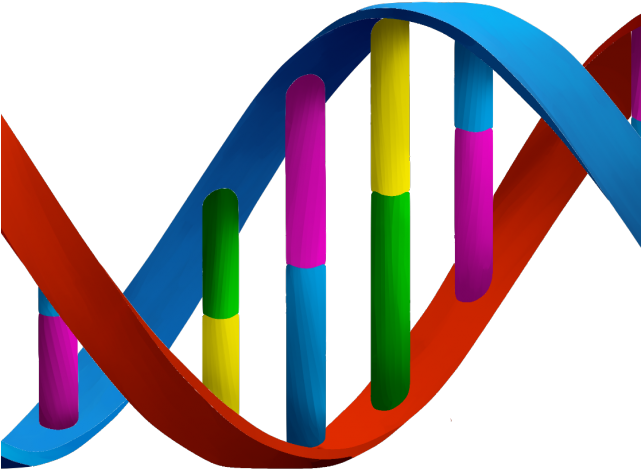 Dna Structure Clipart Dna Strand - Dna Png (640x480), Png Download