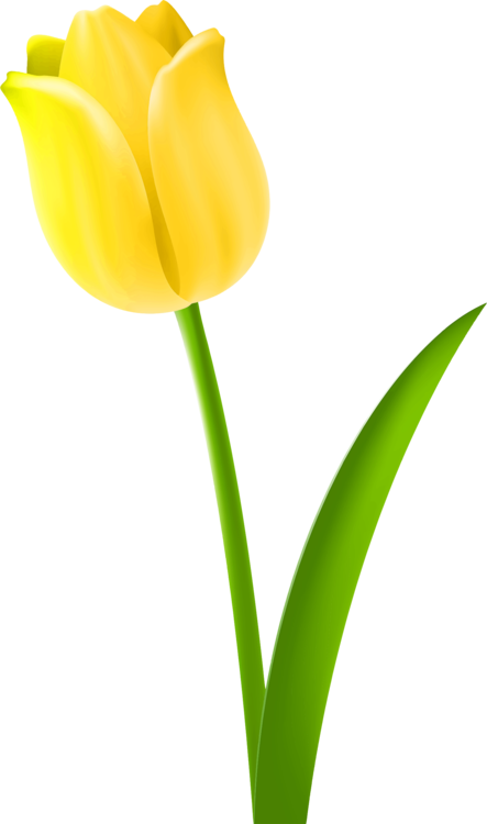 Tulip Drawing Cut Flowers Petal - Tulip Clipart (443x750), Png Download