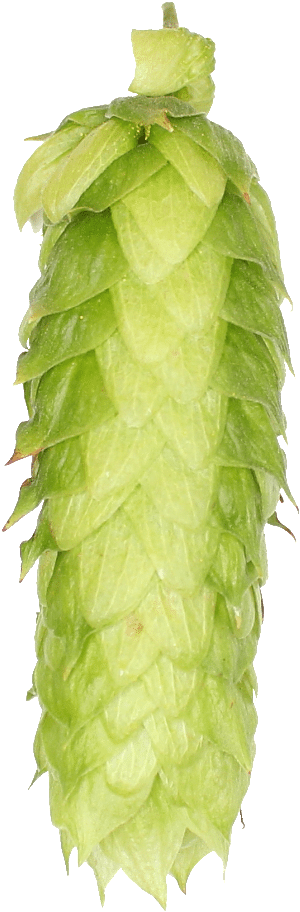 Pineapple (484x1024), Png Download