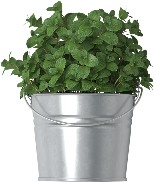 Mint In Bucket - Houseplant (866x650), Png Download