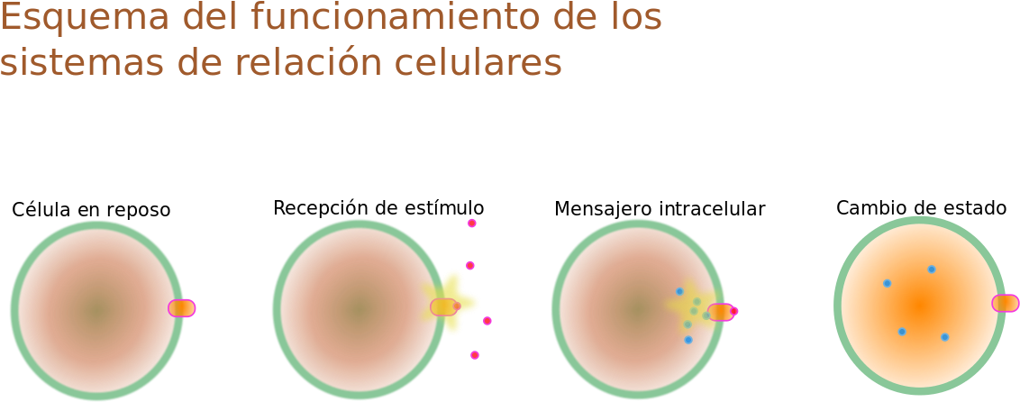 Esquema Relación Celular - Relación De La Célula (1280x609), Png Download