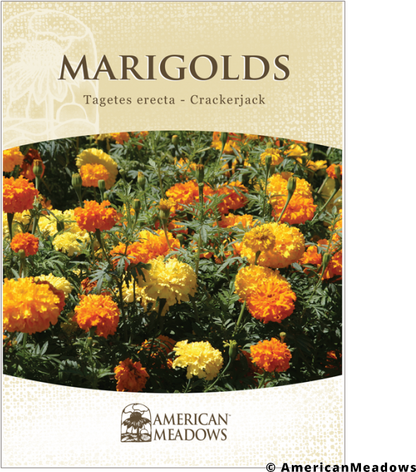 Marigold Seed Packet (700x700), Png Download