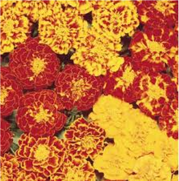 Marigold Guljafri Flower Seeds Online In India - Common Zinnia (600x770), Png Download