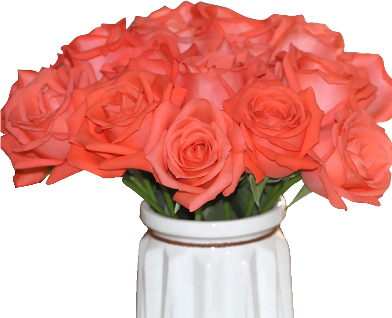 High Quality Fresh Cut Flower Rose From Kunming China - Garden Roses (800x800), Png Download