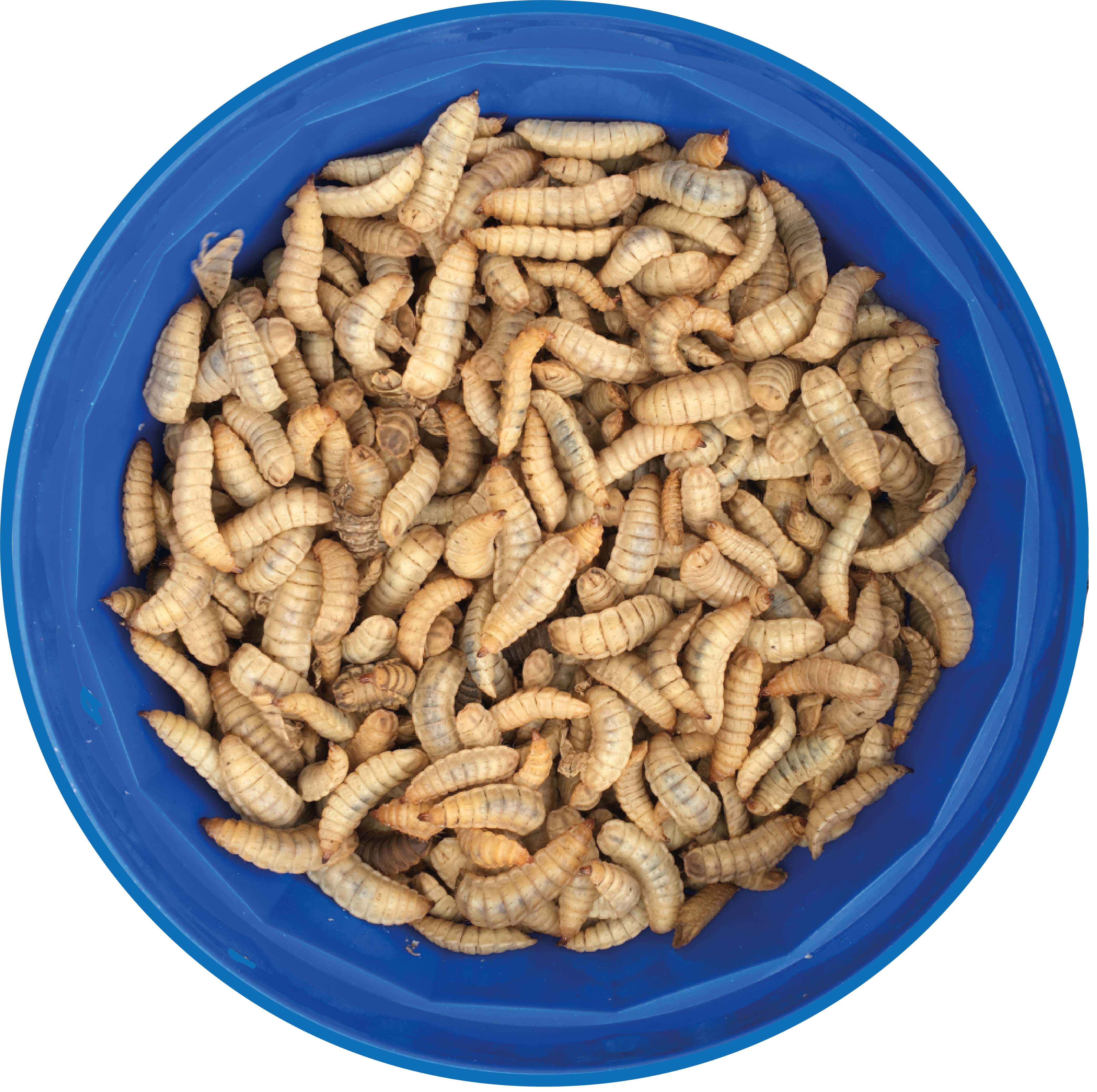 Special Offer Limited Time Only - Bombyx Mori (4175x4156), Png Download