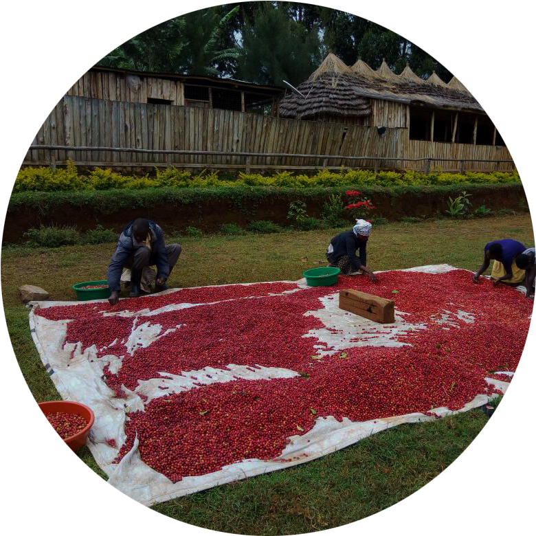 Matendo Coffee Importers Our Offering Www - Yard (827x780), Png Download