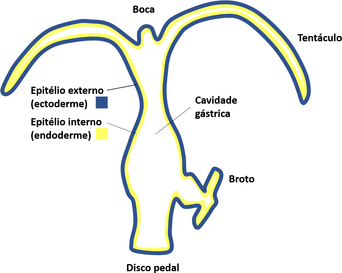 Organização Corporal De Hydra - Hidra Esquema (1195x950), Png Download