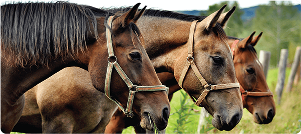 Horses Medium Work Mat - Three Horses (600x600), Png Download