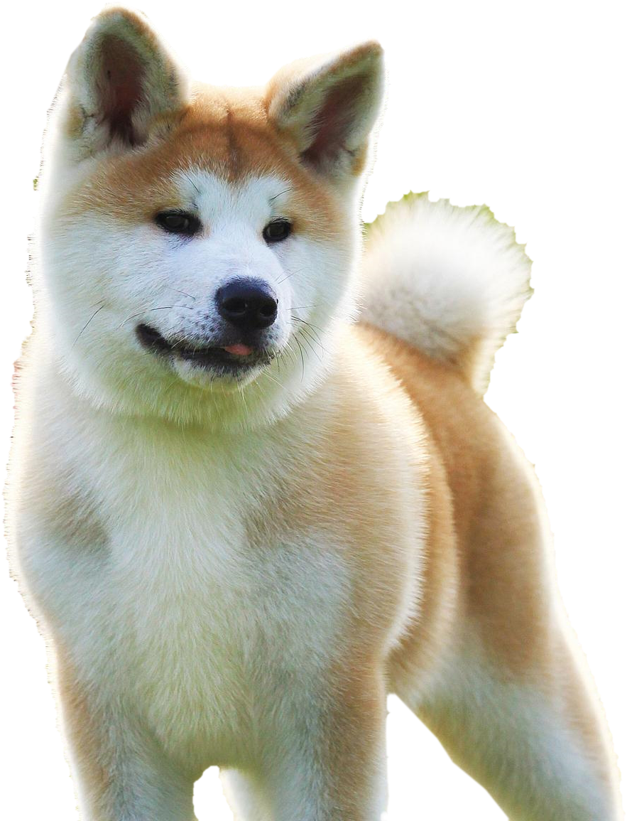Akita (1920x1200), Png Download