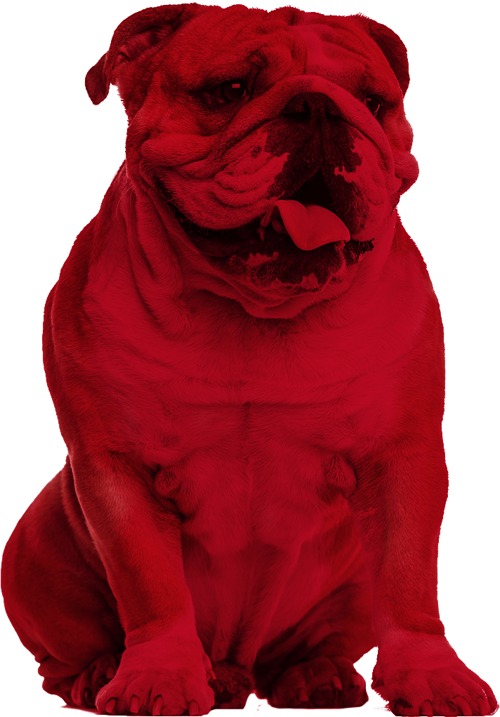 Pug (950x1093), Png Download