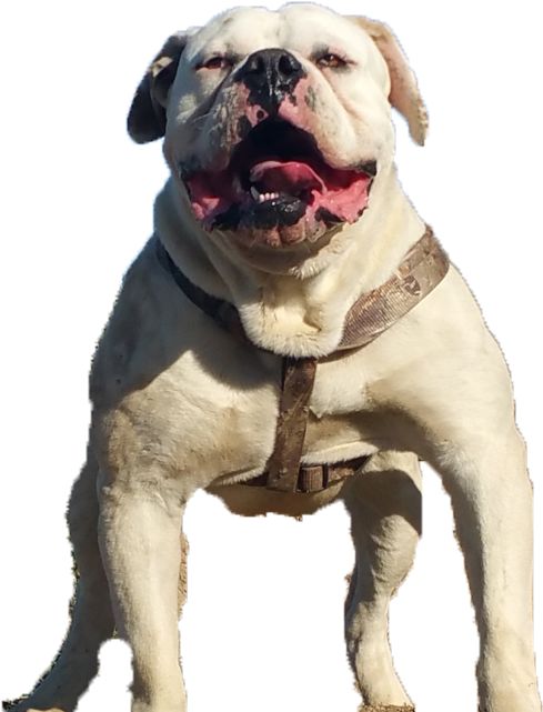 Images Of American Bulldogs - American Bulldog Transparent (600x653), Png Download
