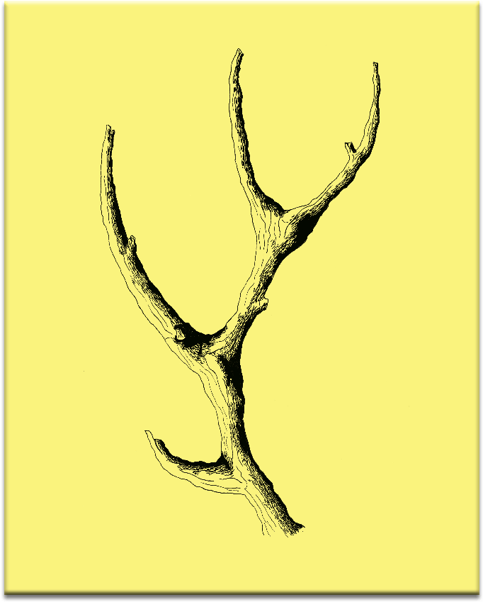 Wooden Antler - Illustration (900x900), Png Download