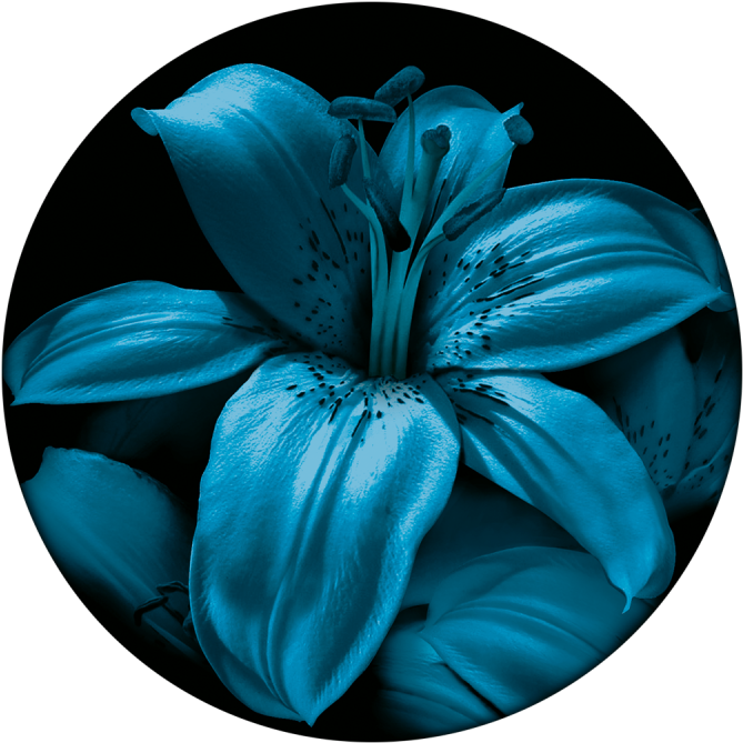 Blue Lily - Lily (800x800), Png Download